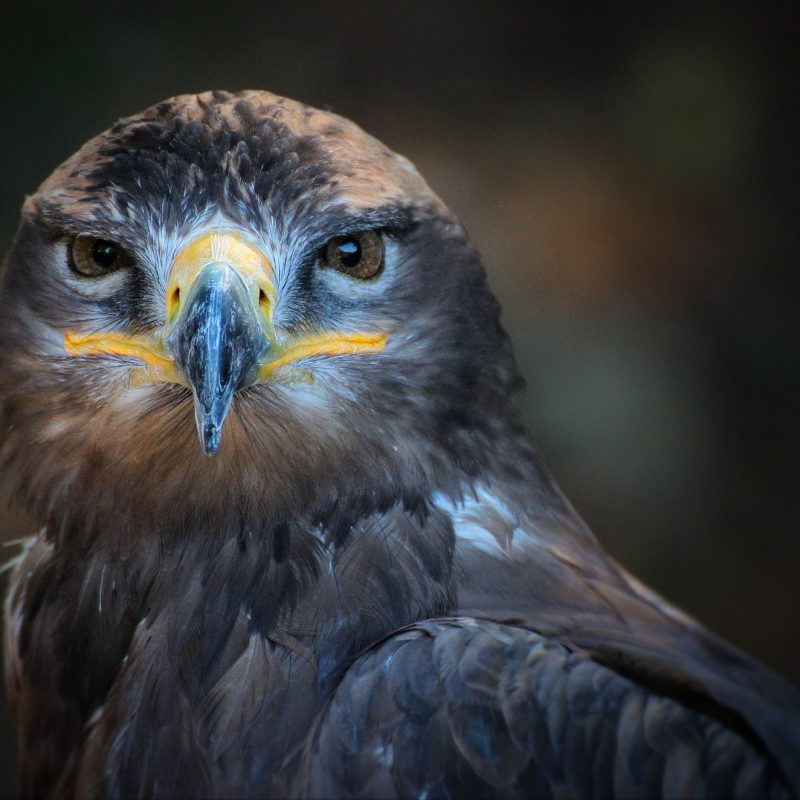 eagle-1072696_1920 eagle-1072696_1920